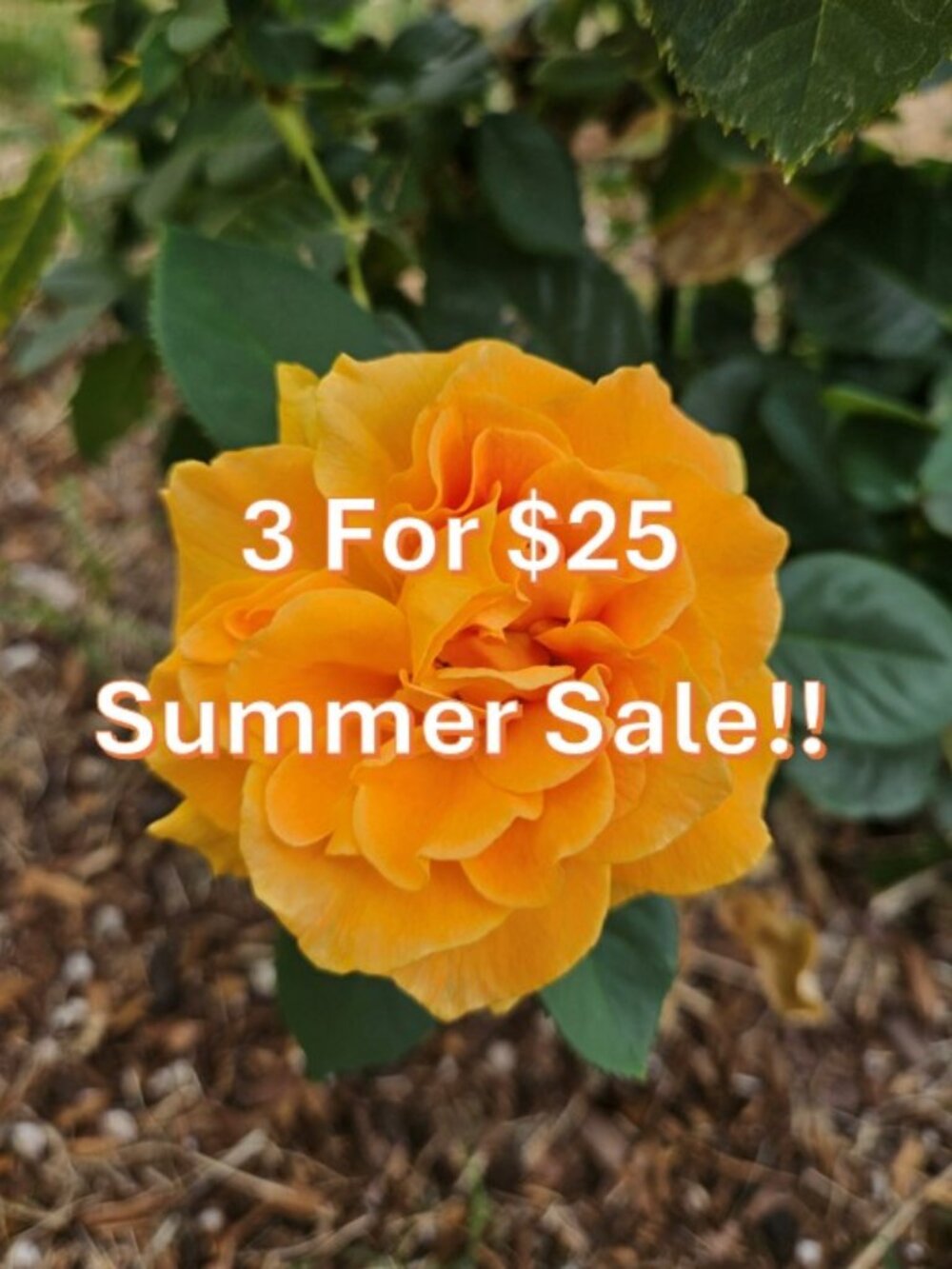☀️ 3 For $25 Summer Sale! ☀️ MIX & MATCH